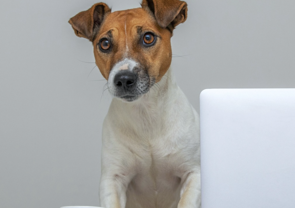 IL DISCLAIMER NELLE MAIL